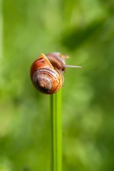Ribbon snail - Cepaea at the top of a plant - looking down - macro uptake
