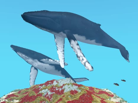Computer-generated 3D illustration with two humpback whales