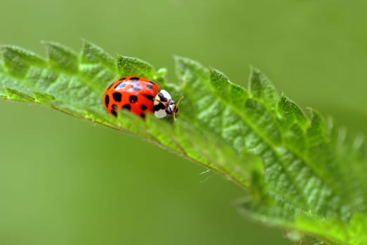 Ladybug