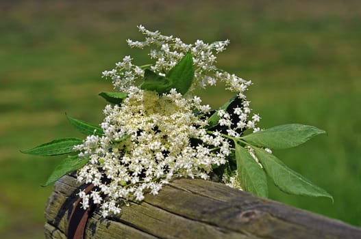 Elderflower