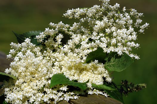 Hollunder blossom