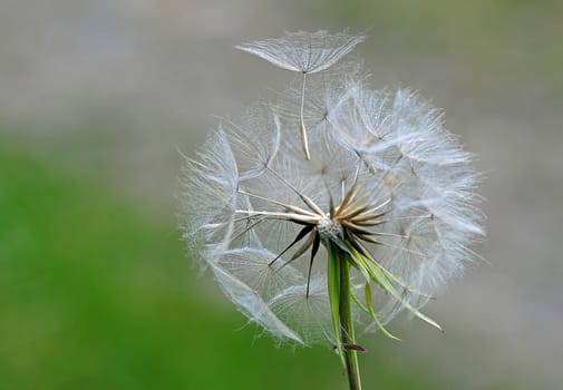 Pusteblume