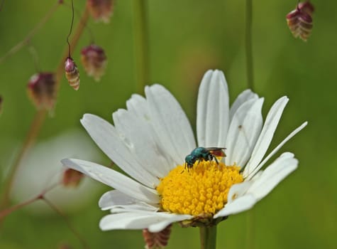 Fire-Gold wasp on Margerite