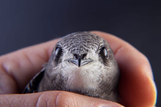 Beautiful young swallow Sand Martin, riparia riparia, on my hand.