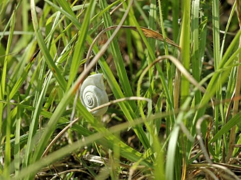 Hanging snail house with nest of the cross-jumping spider (Pellenes tripunctatus)