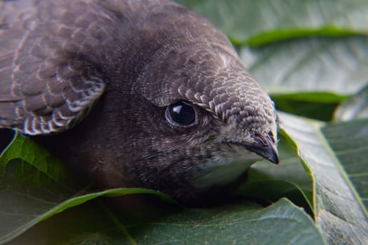 Beautiful young swallow Sand Martin, riparia riparia, on a green sleaves bed, it's wounded