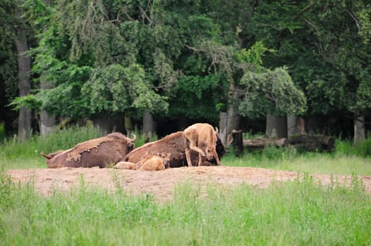 European Bison Wisent (Bison bonasus)