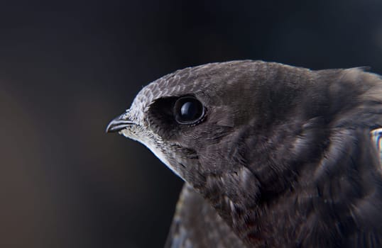 Beautiful young swallow Sand Martin, riparia riparia, on my hand.