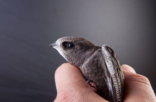 Beautiful young swallow Sand Martin, riparia riparia, on my hand.