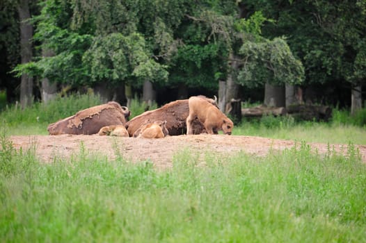 European Bison Wisent (Bison bonasus)