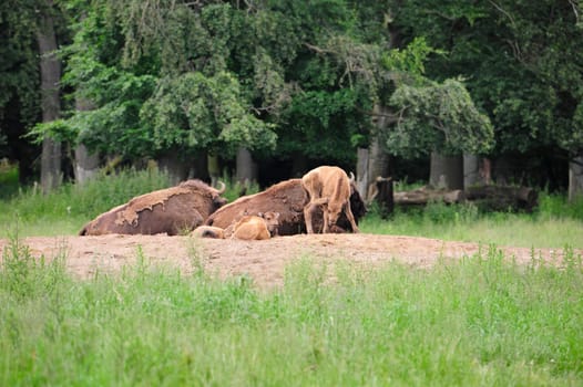 European Bison Wisent (Bison bonasus)