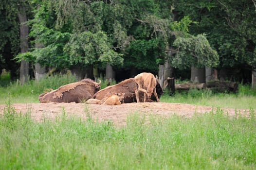 European Bison Wisent (Bison bonasus)