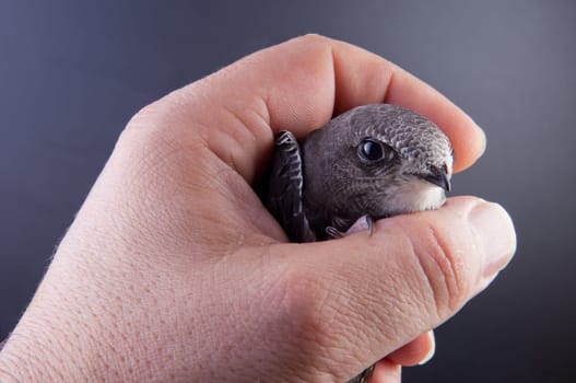 Beautiful young swallow Sand Martin, riparia riparia, on my hand.