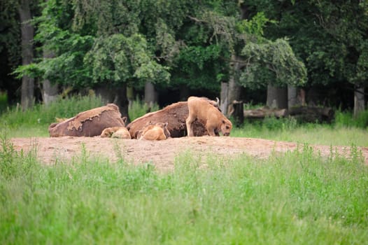 European Bison Wisent (Bison bonasus)