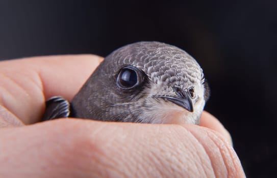 Beautiful young swallow Sand Martin, riparia riparia, on my hand.