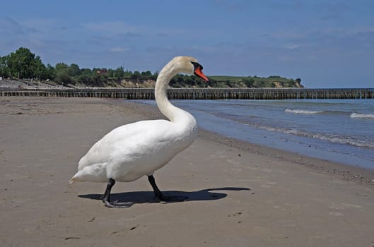 Swan