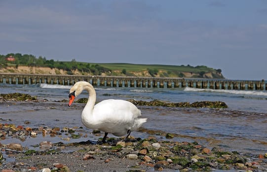 Swan