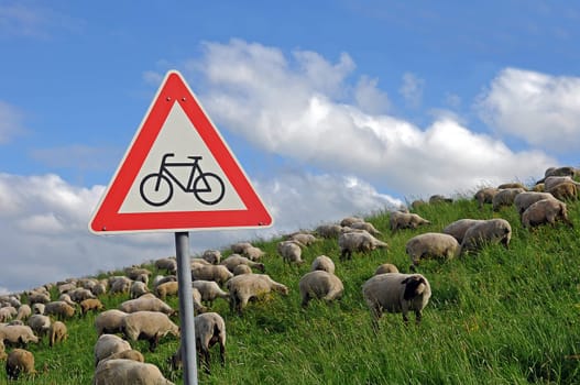 Sheep and road sign
