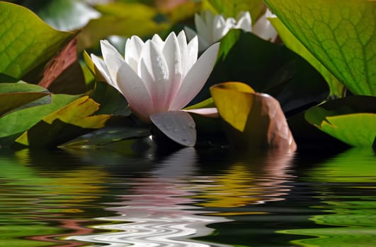 Water lily