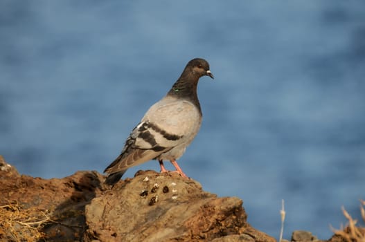 Columba Livia Pigeon on the Volcanic Rocks near Ocean