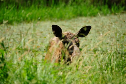 Eurasian elk (Europe)