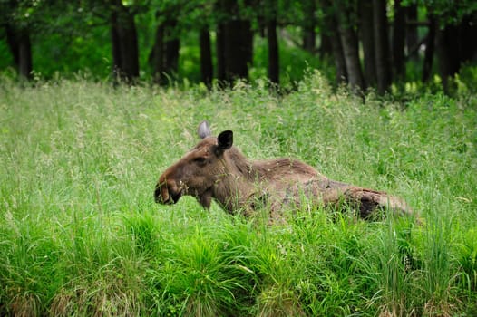 Eurasian elk (Europe)