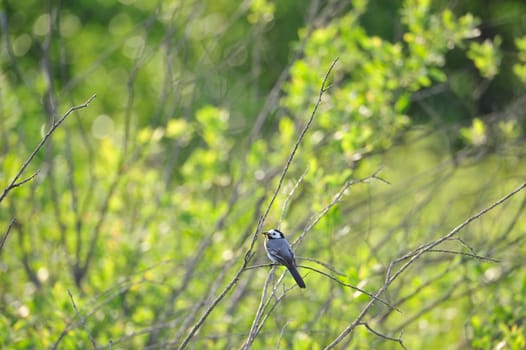 Barn Swallow (Hirundo rustica) at Steinhuder Meer,Germany.