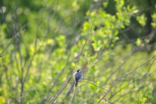 Barn Swallow (Hirundo rustica) at Steinhuder Meer,Germany.