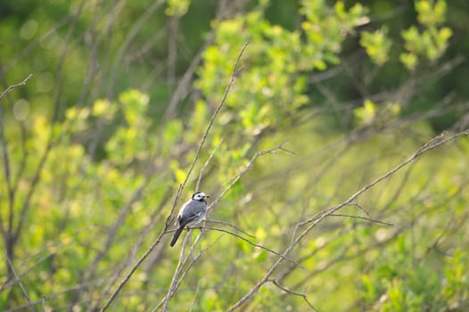Barn Swallow (Hirundo rustica) at Steinhuder Meer,Germany.