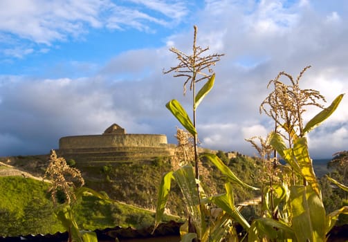 Cornfield near the ruins of the Inca fortress  Ingapirca, Ecuador. Ingapirca (Kichwa