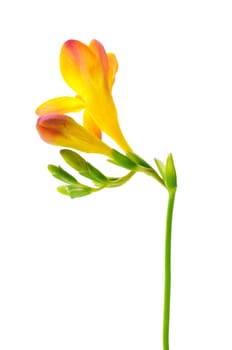Delicate Yellow freesia on the white background.