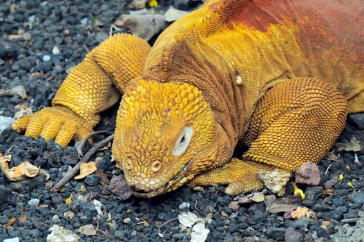 Land iguana, Conolophus subcristatus, part of a breeding program at the Charles Darwin Research Station, Galapagos Islands, Ecuador. The Galapagos Islands are a UNESCO World Heritage Site.
