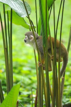 Squirrel Monkey from the jungles of Ecuador.Squirrel monkeys grow to 25 to 35 cm, plus a 35 to 42 cm tail. Male squirrel monkeys weigh 750 to 1100 g. Females weigh 500 to 750 g. Remarkably, the brain mass to body mass ratio for squirrel monkeys is 1