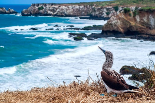 Blue-footed Booby, Ecuador Coastline, Isla de la Plata