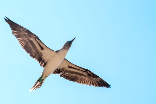 Blue-footed boobie. Galapagos, Ecuador