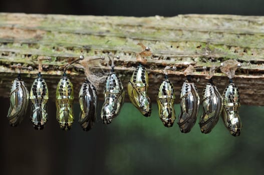 Rows of butterfly cocoons and newly hatched butterfly.