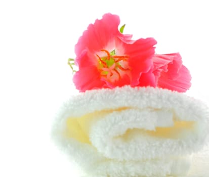 Poppy  Flower over Rolled towel