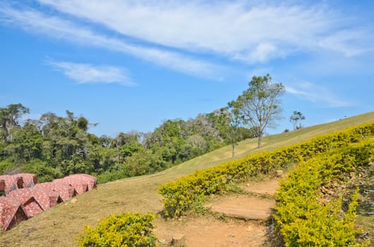 Mountain forest