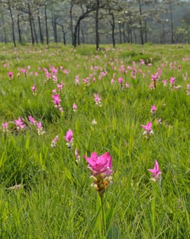 Pink wild flower field