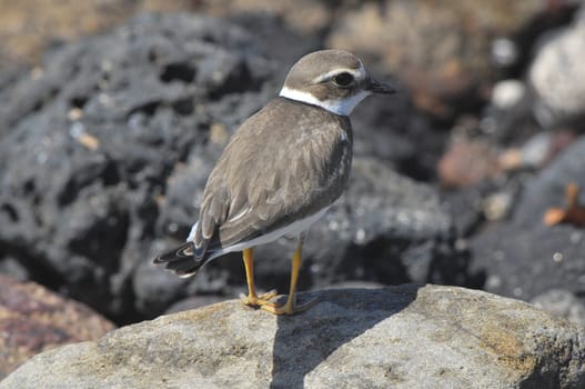 One Adult Kentish Plover Water Bird near a Rock Beach