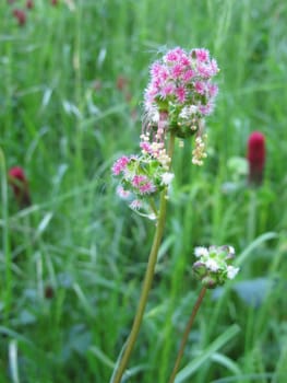 Small Meadow Button,Sanguisorba minor