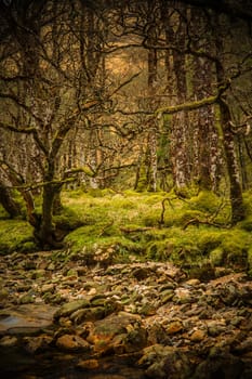 Fairytale Forest