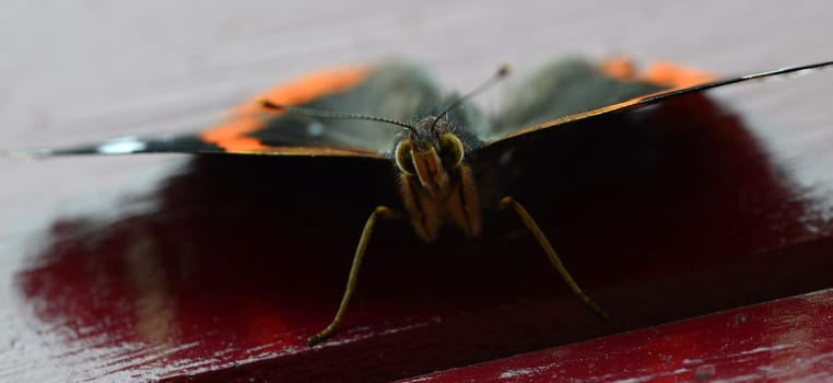 Front view of a butterfly