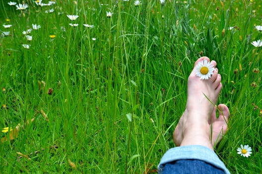Feet in flower meadow