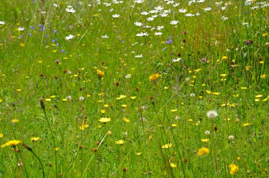 Flower meadow colorful flowers background