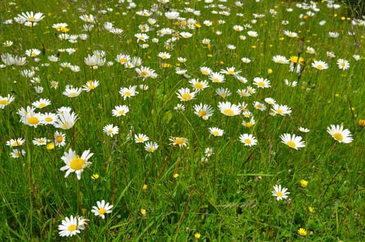 Flower meadow colorful flowers background