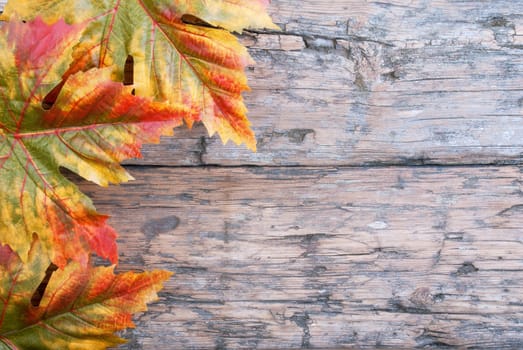 Fall Background with Maple Leaves on Wood