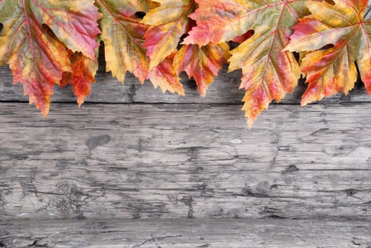 Colorful Fall Leaves on a Wooden Texture as Background with Copy Space for Your Text