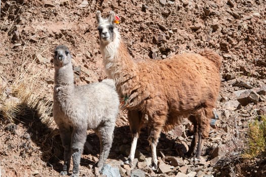 Lamas with traditional ear tagse graze near the Road to Paso de Jama, Andes, Chile-Argentina-Bolivia border.