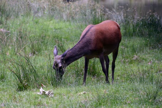 Hind
